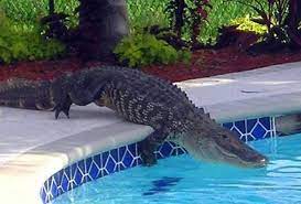 imagen de un cocodrilo entrando a una piscina sin cercado perimetral