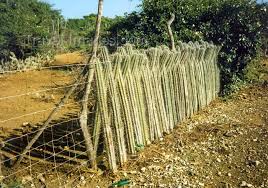 valla de cactus para granjas ganaderas con ganado